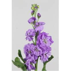 Aleli Hol. Figaro Lavende 60cm "T10"