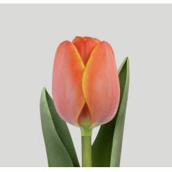 Tulipan Hol. Ad Rem 45cm Nj.