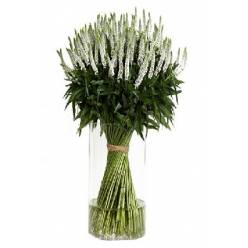 Veronica Smart Luna 60cm "T25" Bl.