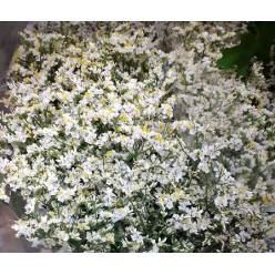 Limonium Hol. Chino Blanco 60cm 20gr "T25"