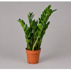 P. Zamioculca Zamiifol 19/65cm x4