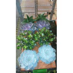 P. Succulenta mixta 4Srt 12/17cm "CC8"