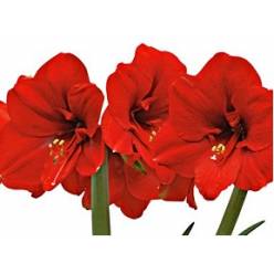 Amaryllis Ferrari Rojo "CC12"