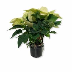 P. Poinsetia Nac. Blanca 15/45cm x7