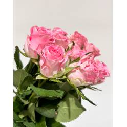 Rosa Hol. Seductive@ 60cm