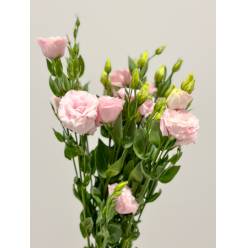 Lisiantus Nac. Rosa Claro 70cm