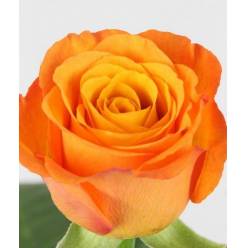 Rosa Hol. Confidential 60cm