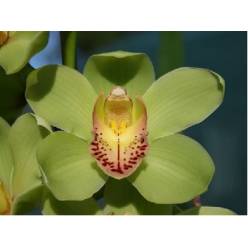 Cymbidium Mrs R Hood 80cm Vd.