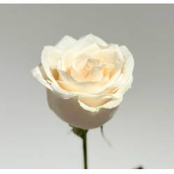 Rosa Ecu. Vendela 80cm