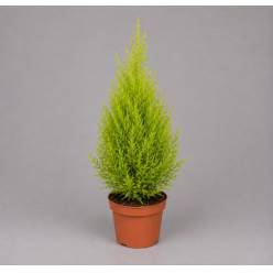P. Cupressus Ma Gold Wilma 14/60cm x7