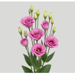 Lisiantus Hol. Rosi Rose Pink 65cm 45gr "T10"