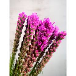Liatris Hol. Callilepis 90cm
