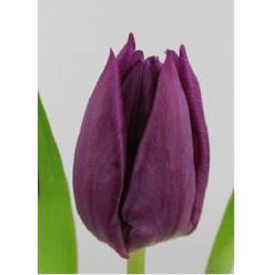 Tulipan Hol. Saigon 40cm Mor.