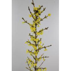 Forsytia Hol. Spectabilis 70cm