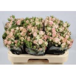 Ramificada Pink Irischka 40cm