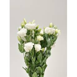 Lisiantus Nac. Rizado Blanco 70cm