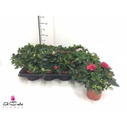 P. Azalea Si Vogel Mixta 14/32cm x6