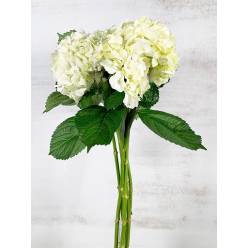 Hortensia Col. Select Blanca 60cm 16cm x5