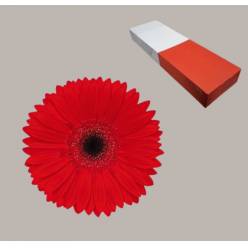 Gerbera Hol. Blinddate Rj. "T25"