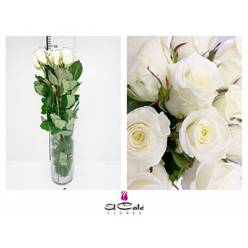 Rosa Hol. Countdown 60cm