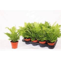 P. Helecho Blechnum Silver lady 12/35cm x8