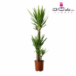 P. Yucca Hol. 24/140cm 3.P (60/90/140)