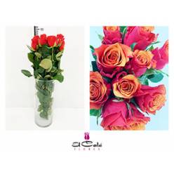 Rosa Hol. Espaa 50cm