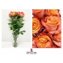 Rosa Hol. Julischka 40cm x10