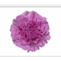Clavel Col. Standar Lavanda