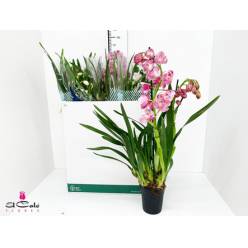 P. Cymbidium Mix 2 T 14/85cm x6