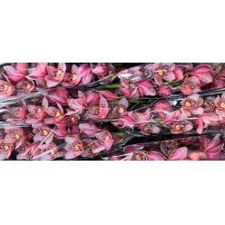 Cymbidium Pink Blossum 80cm Rs.