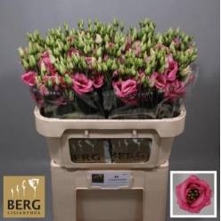 Lisiantus Hol. G Rosi Hot Pink 70cm 55gr "T10"