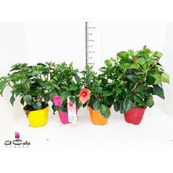 P. Hibiscus Colection Nac 19/60cm x6