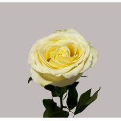Rosa Hol. Snow storm 60cm