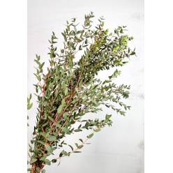 Eucalipto Italia Parviflora 70cm 300gr