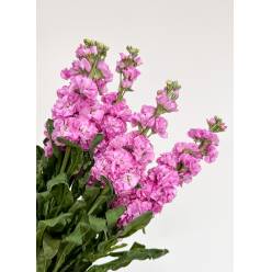 Aleli Nac. Rosa 70cm