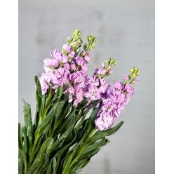 Aleli Nac. Malva claro 70cm