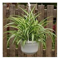 P. Chlorophytum Nac 15/45cm x6 Bic.