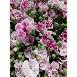 Clavel Solomio Bicolor Morado 60cm "T50"