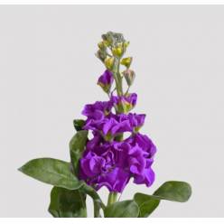 Aleli Nac. Morado 70cm
