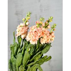 Aleli Nac. Salmon 70cm
