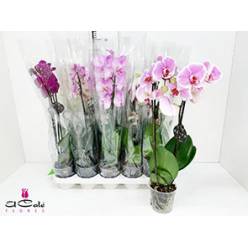 P. Phalaenopsis Mixta 12/70cm 2T x10