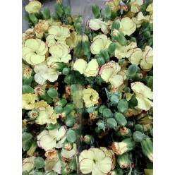 Clavel Solomio Italia Bicolor Crema/Morado 60cm "T50"