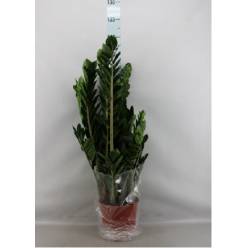 P. Zamioculca Zamiifol 21/90cm 10+Matas