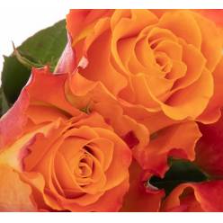 Rosa Hol. Mariyo 60cm