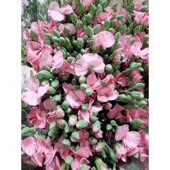 Clavel Solomio Italia Jaspeado Rosa 60cm "T50"