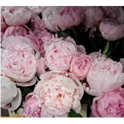 Peonia Hol. Sara Bernardt 55cm