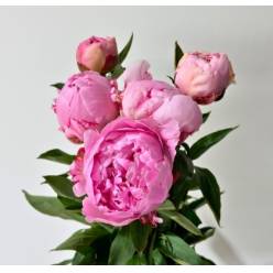 Peonia Hol. Sara Bernardt 50cm