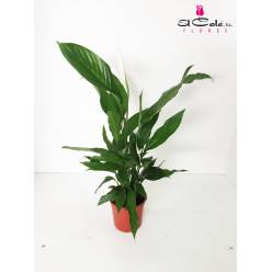 P. Spathyfilium Nacional 17/75cm x6
