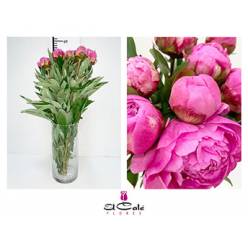 Peonia Hol. Dr. Fleming 50cm Fucsia